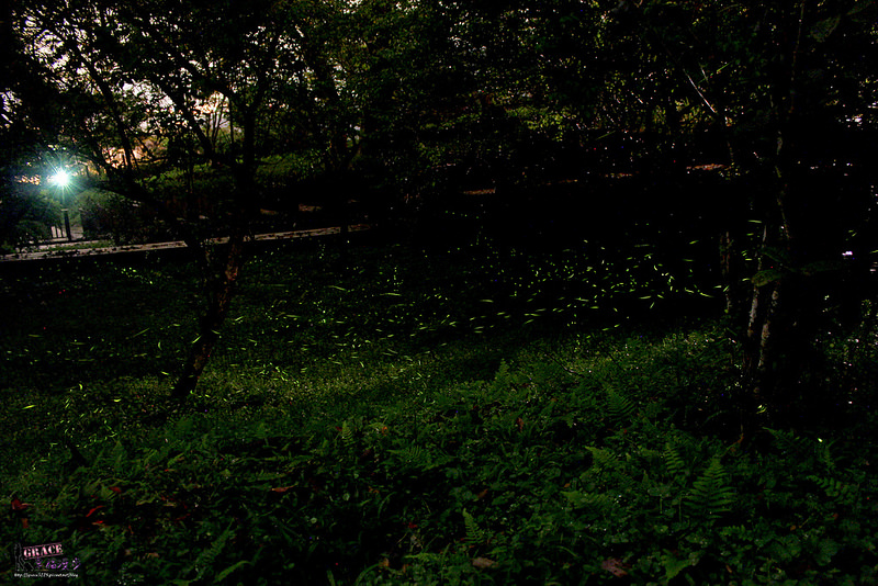 PhotoCap_IMG_8413