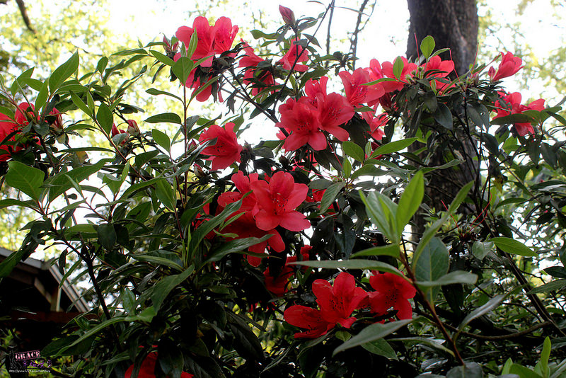 PhotoCap_IMG_8482