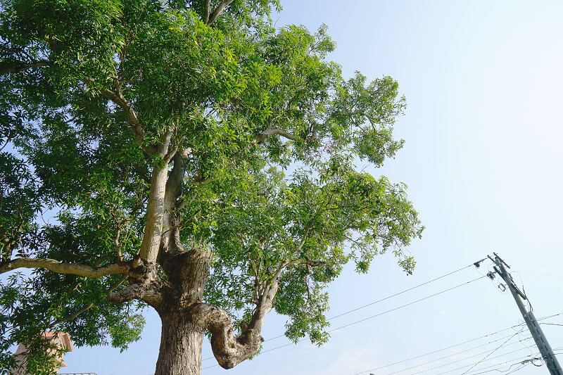 嘉義盧厝