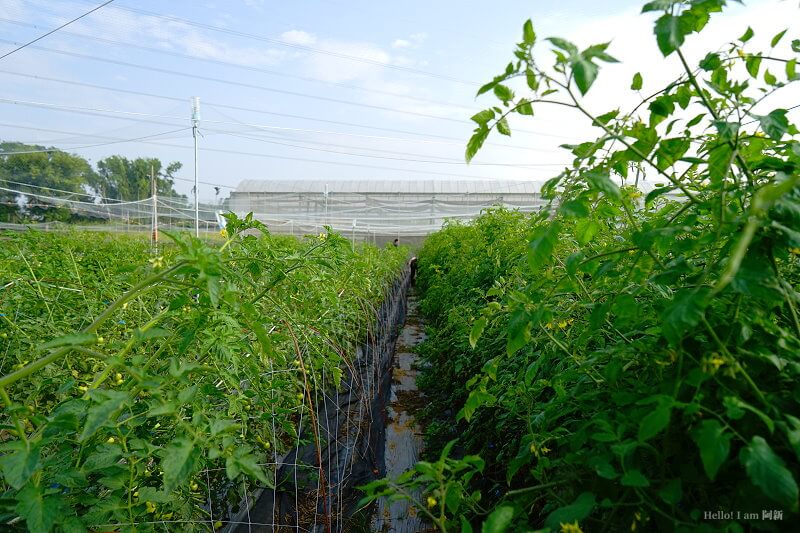 嘉義盧厝社區-25
