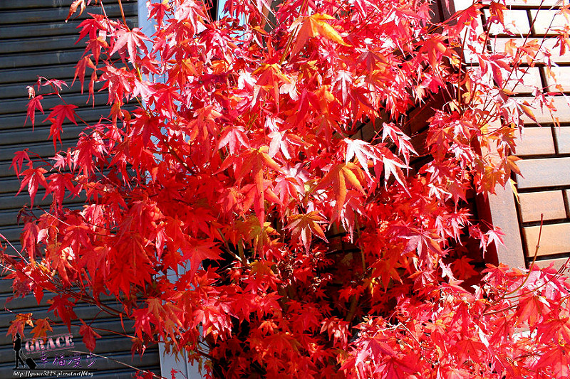 PhotoCap_1088