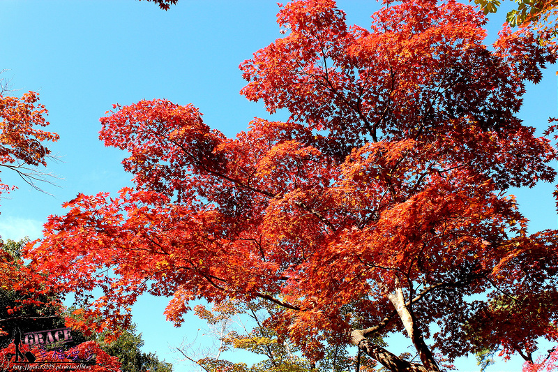 PhotoCap_1099
