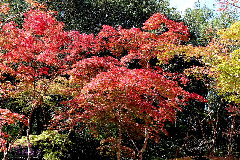 PhotoCap_1098