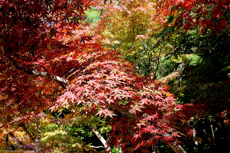 PhotoCap_1096