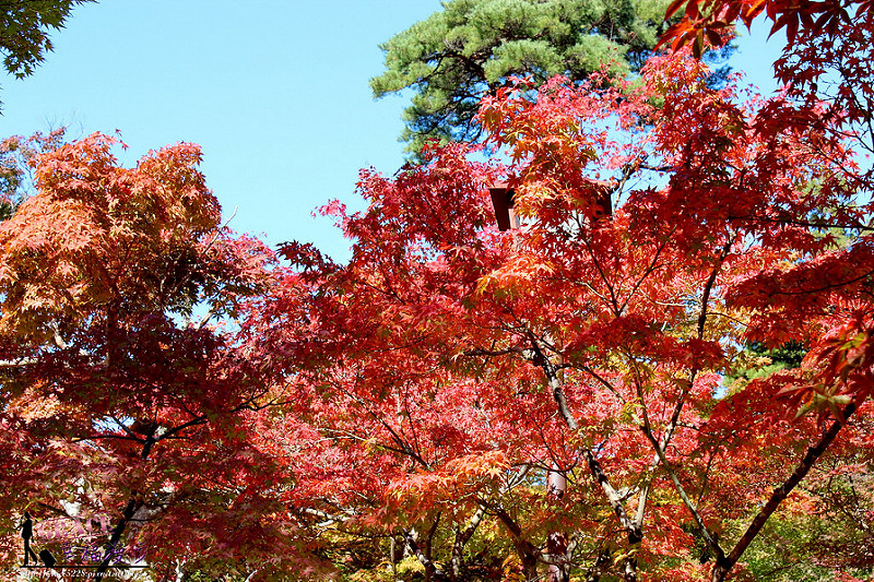 PhotoCap_1093