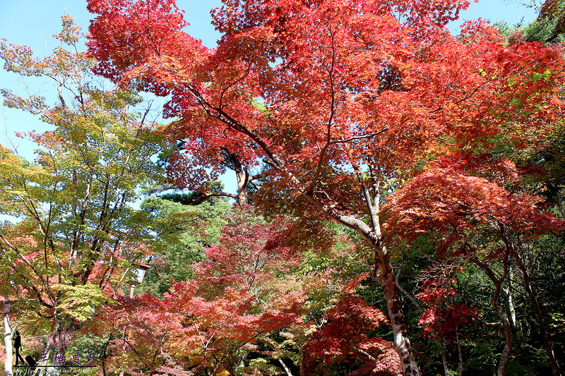 PhotoCap_1091