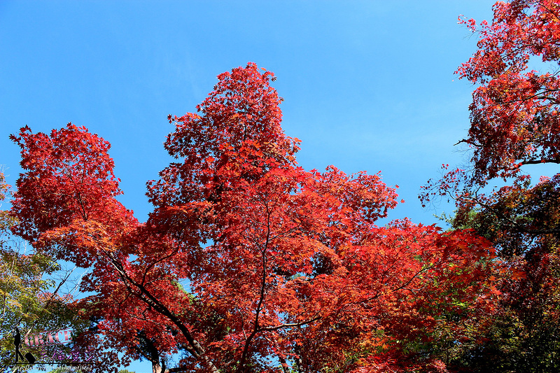 PhotoCap_1090