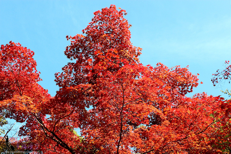 PhotoCap_1089
