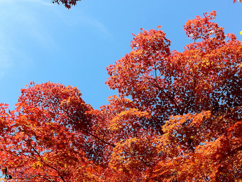 PhotoCap_20141029_112942