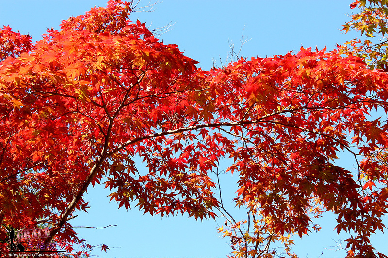 PhotoCap_1104