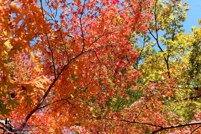 PhotoCap_1105