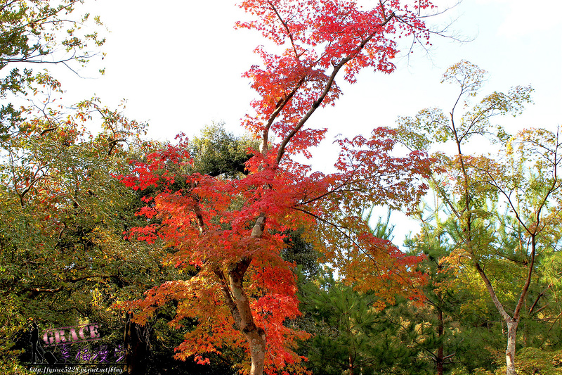 PhotoCap_554