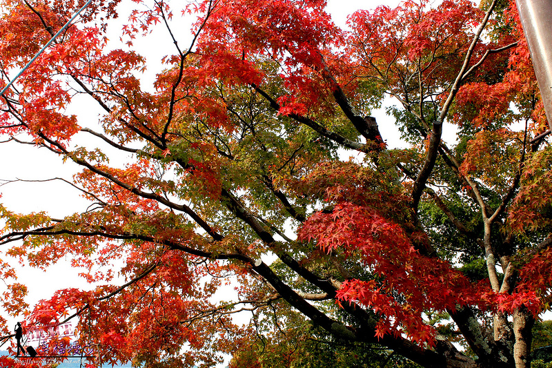 PhotoCap_418