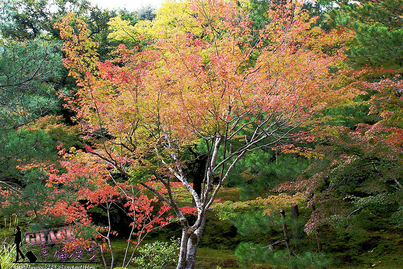 PhotoCap_356