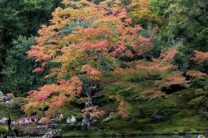 PhotoCap_379