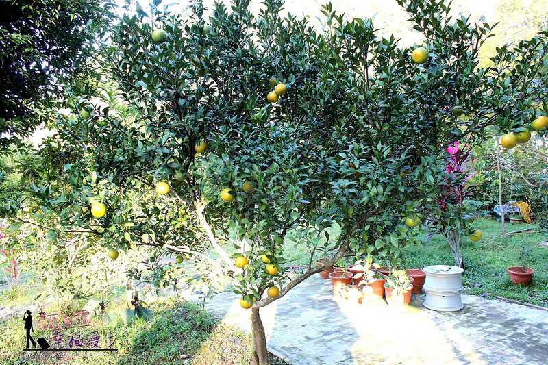 PhotoCap_383