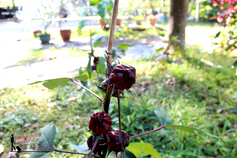 PhotoCap_440
