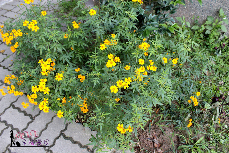 PhotoCap_442