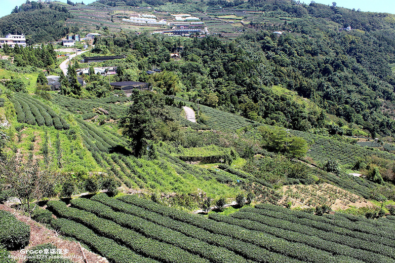 生力茶業銪茗堂茶園