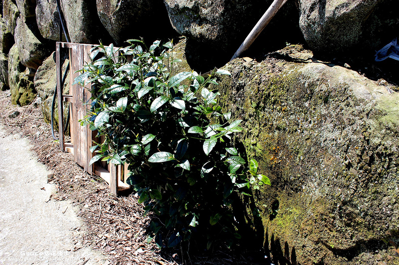 生力茶業銪茗堂茶園