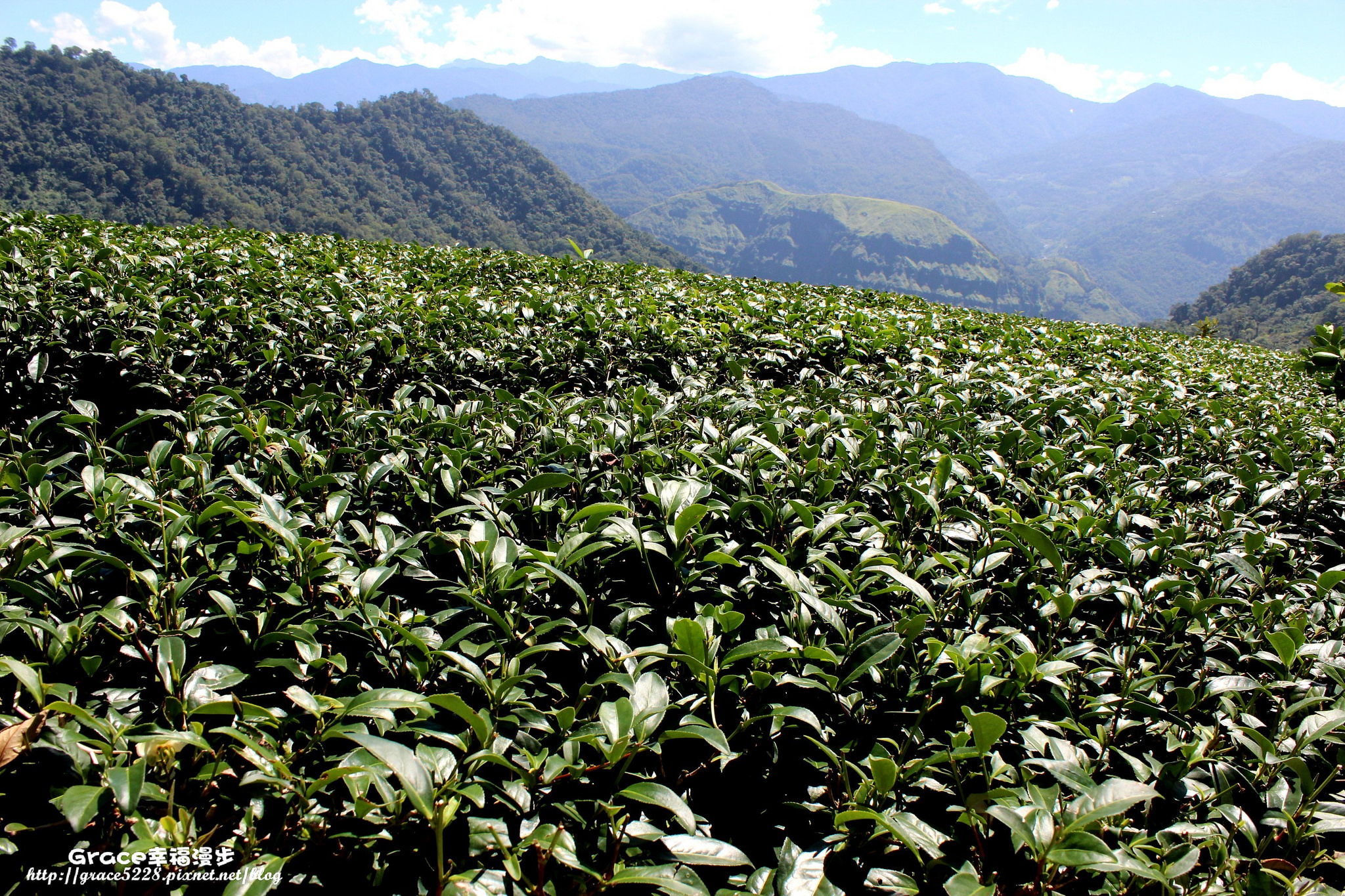生力茶業銪茗堂茶園