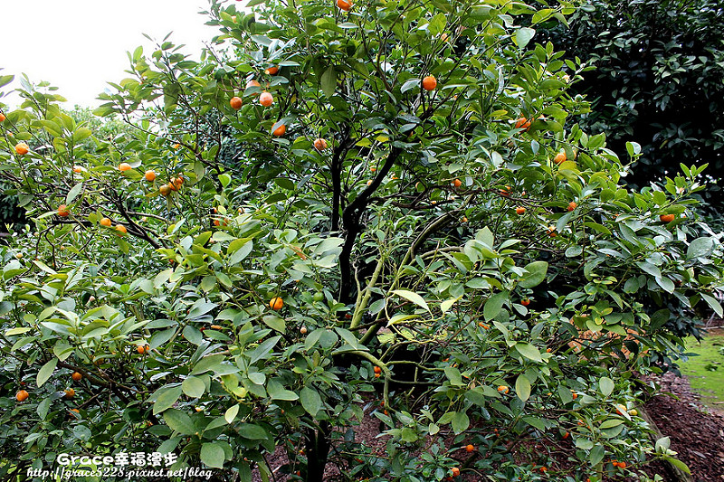 王國村