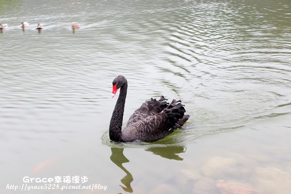PhotoCap_IMG_4748 宜蘭明池森林遊樂園區