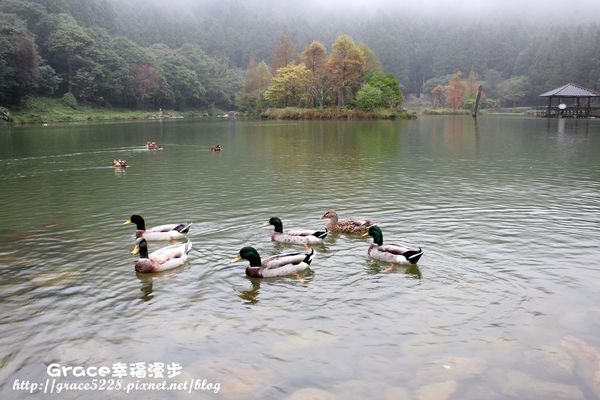 PhotoCap_IMG_4753 宜蘭明池森林遊樂園區