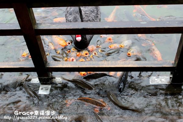 宜蘭明池森林遊樂園區