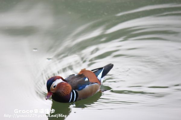 PhotoCap_IMG_4869 宜蘭明池森林遊樂園區