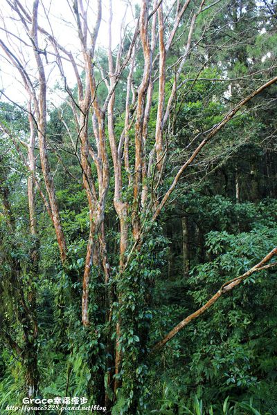 宜蘭明池森林遊樂園區