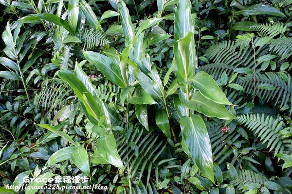 PhotoCap_IMG_4859 宜蘭明池森林遊樂園區