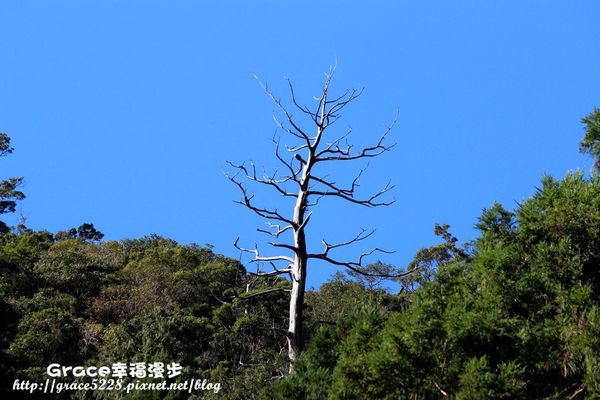 PhotoCap_IMG_4884 宜蘭明池森林遊樂園區