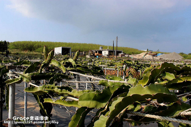 火龍果園