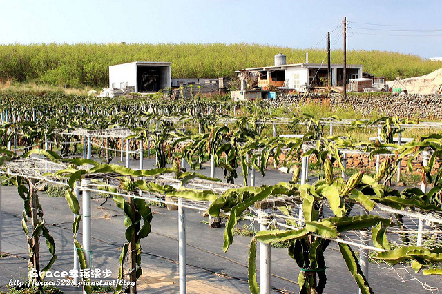 火龍果園