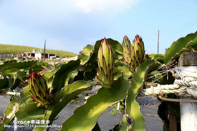 火龍果園 
