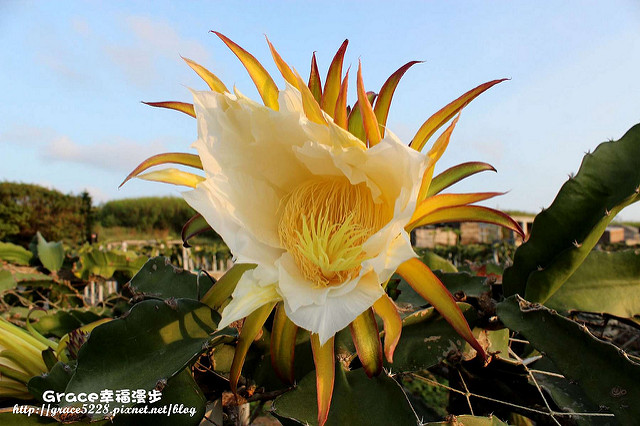 火龍果園