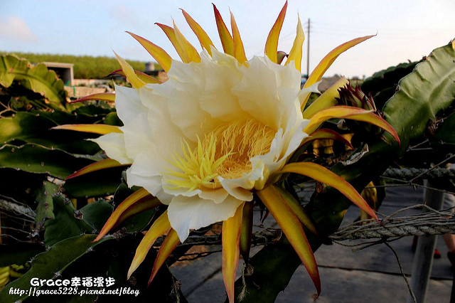火龍果園