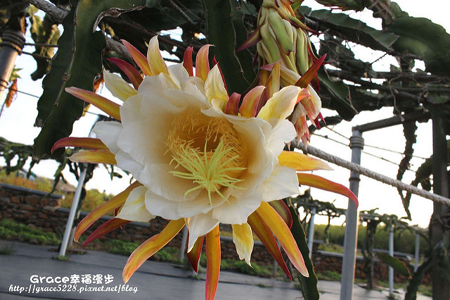 PhotoCap_IMG_4102
