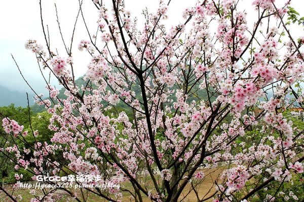 真愛桃花源婚紗攝影基地 