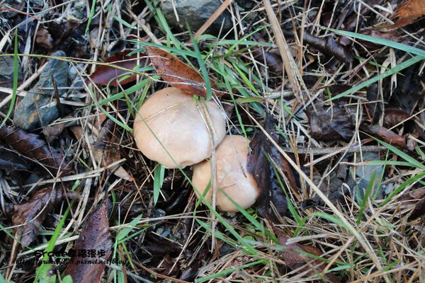 PhotoCap_IMG_9307_021