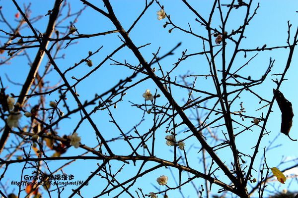 PhotoCap_IMG_9317_027