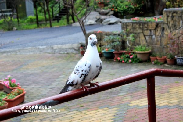 PhotoCap_IMG_9271_006