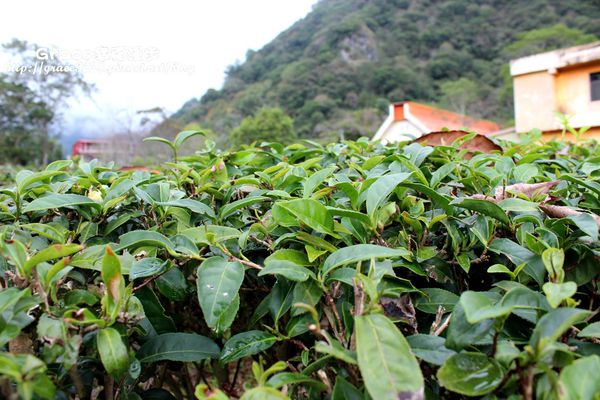 利稻部落