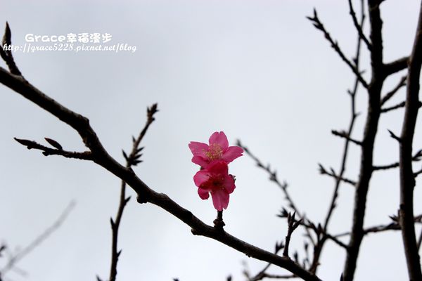 PhotoCap_IMG_9071_018
