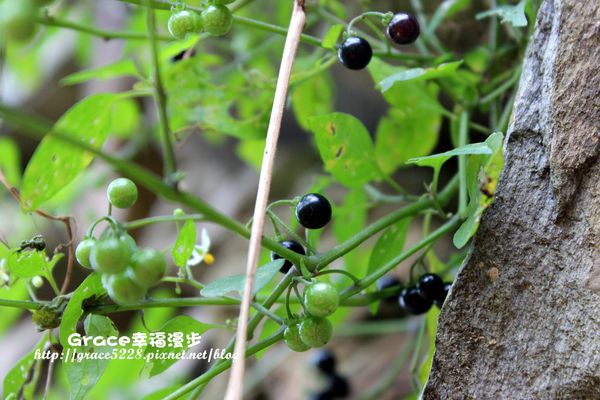 PhotoCap_IMG_8887_022