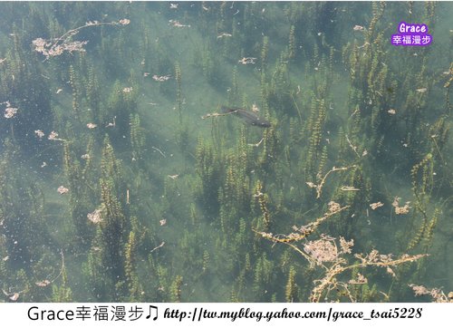 台東森林公園