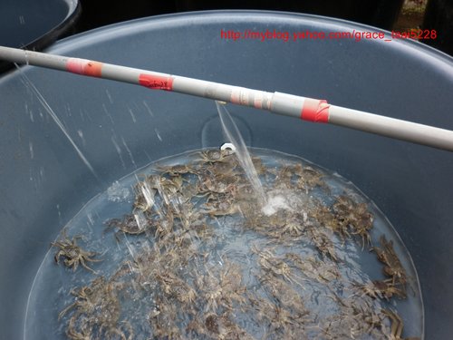 親泉農場大閘蟹的圖片,親泉農莊