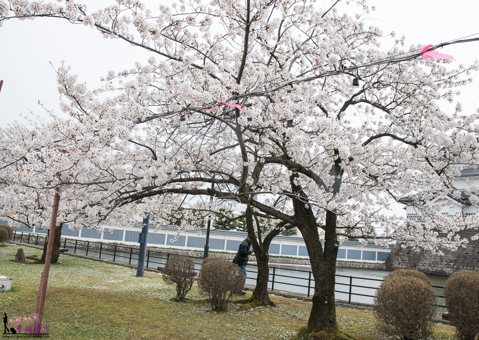 新潟市,新潟新發田城,新潟旅遊,新潟景點,新發田城,日本東北ㄅ,日本賞櫻