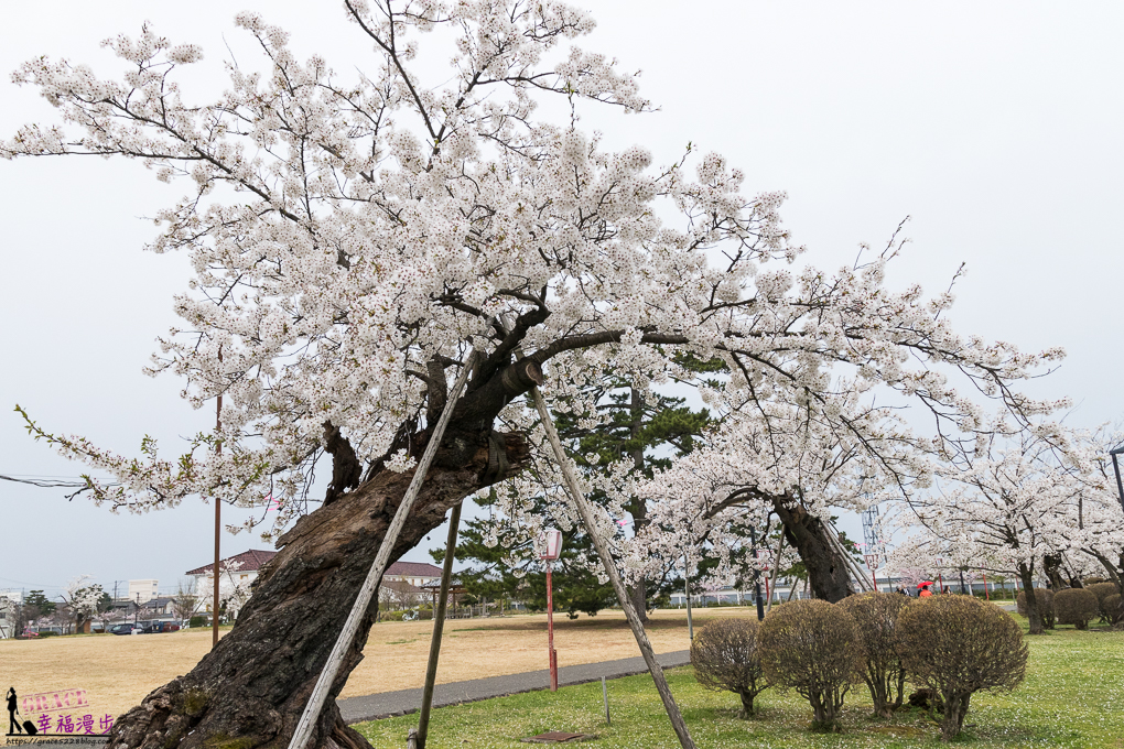 新潟市,新潟新發田城,新潟旅遊,新潟景點,新發田城,日本東北ㄅ,日本賞櫻